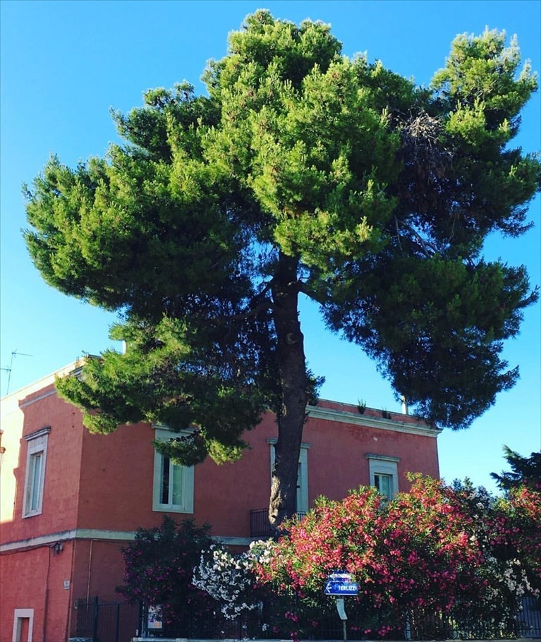 Il pino di Villa Jannuzzi