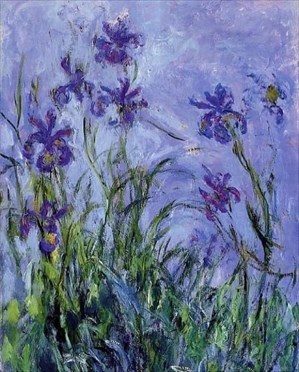 Iris mauves