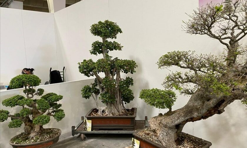 Mostra di bonsai